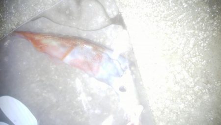 小ヤリイカ　1杯