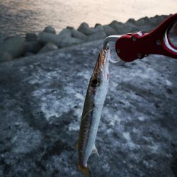 真っ暗でギンガメアジ