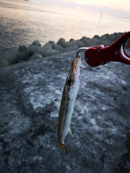 真っ暗でギンガメアジ