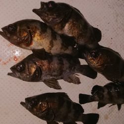 ボートメバリング