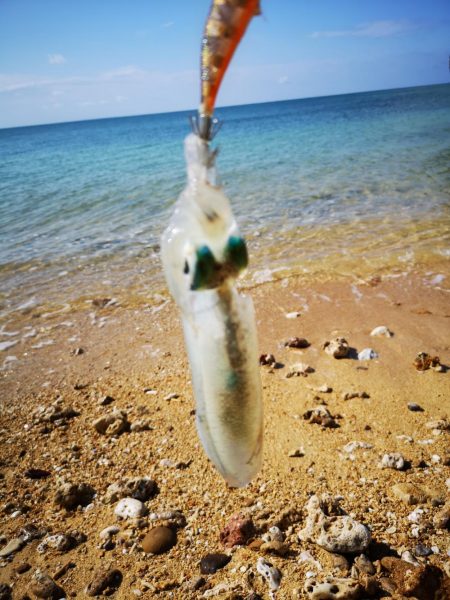 西表島でアオリイカ