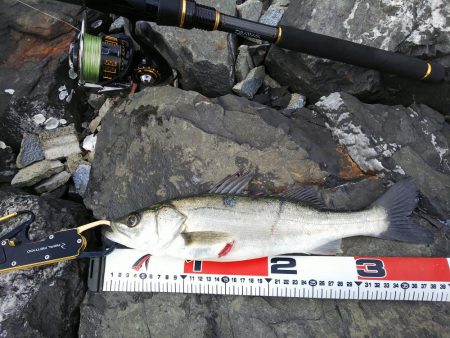 ショアルアー、シーバス62、チヌ37