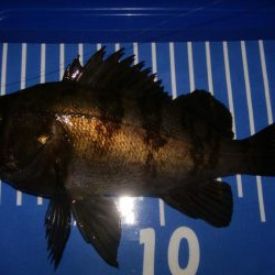 極寒メバリング