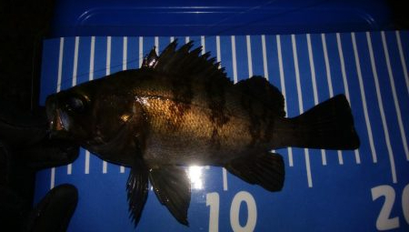 極寒メバリング