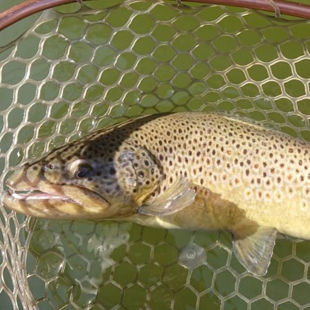 岡崎トラウトたくさん