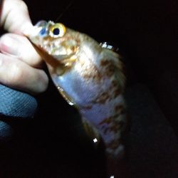 厳寒期に大物確保!