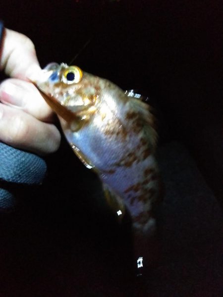 厳寒期に大物確保!