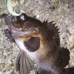 メバリングラビングバズ