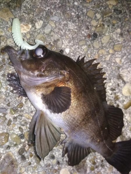 メバリングラビングバズ