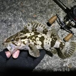 南港フェリーヘチ釣り （チョイ渋い！ガシラ,タケノコ 釣果有り）