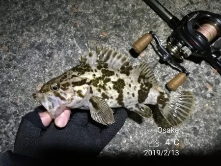 南港フェリーヘチ釣り （チョイ渋い！ガシラ,タケノコ 釣果有り）