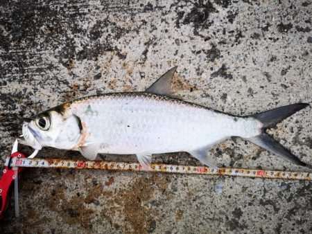 ターポンです。