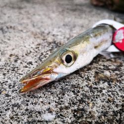 夕マズメ 港でオオメカマス