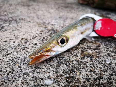 夕マズメ　港でオオメカマス