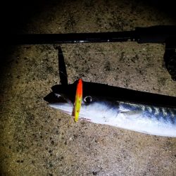 今朝はバラクーダー