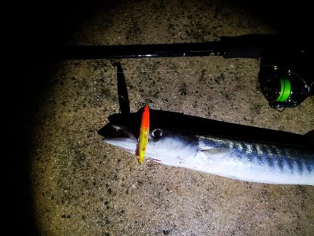 今朝はバラクーダー