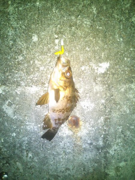 今夜もメバル釣り