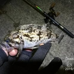 南港フェリーヘチ釣り (まいど渋いよ~ガシラ,タケノコ、シーバス 釣果有り)