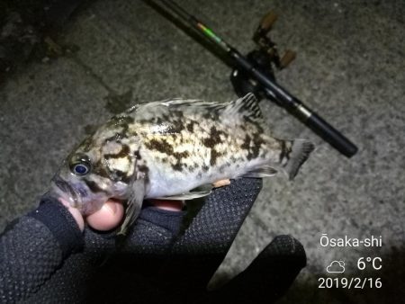 南港フェリーヘチ釣り (まいど渋いよ~ガシラ,タケノコ、シーバス 釣果有り)