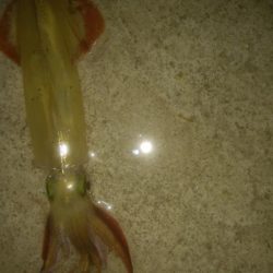 邪道エギングでヤリイカ3杯