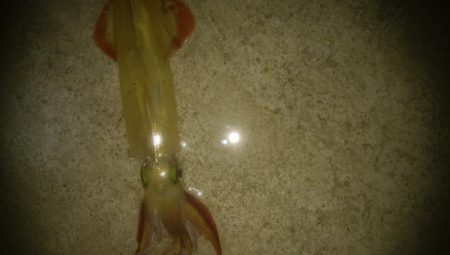 邪道エギングでヤリイカ3杯