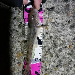 南港フェリーヘチ釣り (好釣果ラッキーデイ! 真チヌ47cmとタケノコ、ハゼ 釣果有り)