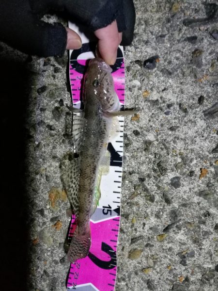 南港フェリーヘチ釣り (好釣果ラッキーデイ! 真チヌ47cmとタケノコ、ハゼ 釣果有り)