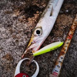 強風で渋い中シンペンでオオメカマス