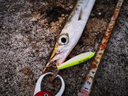 強風で渋い中シンペンでオオメカマス