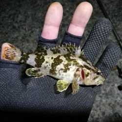 南港フェリーヘチ釣り （気温も釣果も寒い～ｗ 根魚 釣果有り）