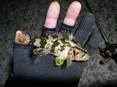 南港フェリーヘチ釣り （気温も釣果も寒い～ｗ 根魚 釣果有り）