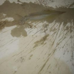 にゃんこの日にヤリイカ3杯とスルメ1杯!!