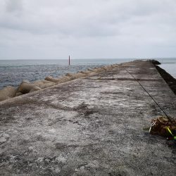 強風の激シブでオオメカマス