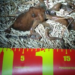 カレイとイイダコ　ポツポツ