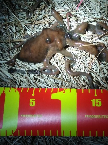 カレイとイイダコ　ポツポツ