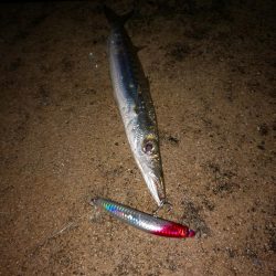 風の穏やかな早朝ポッパーでバラクーダ