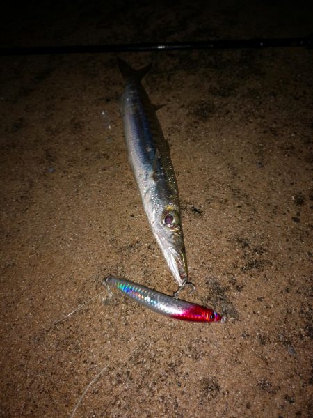 風の穏やかな早朝ポッパーでバラクーダ