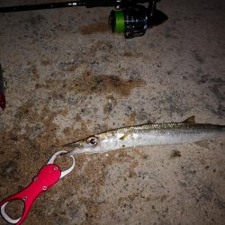 今朝は強風が復活、渋くオオメカマス