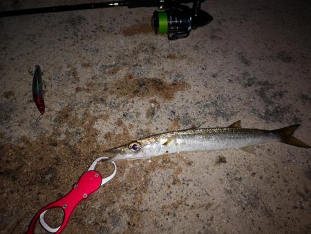 今朝は強風が復活、渋くオオメカマス