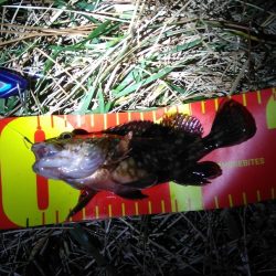 小潮で長い時合　　　カサゴ祭り