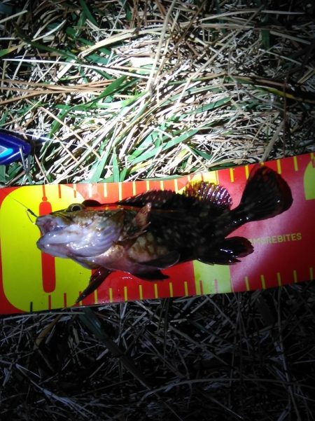 小潮で長い時合　　　カサゴ祭り