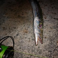 風は弱まりましたが釣れるのはオオメカマスだけ