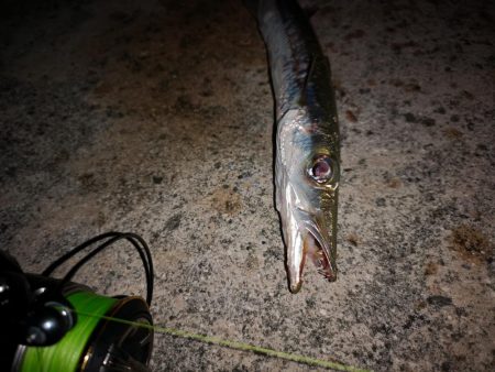 風は弱まりましたが釣れるのはオオメカマスだけ