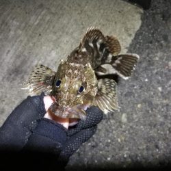 南港カモメ大橋ヘチ釣行 （楽しく根魚釣り～ ガシラ、タケノコ釣果有り）