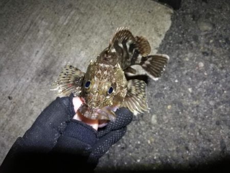 南港カモメ大橋ヘチ釣行 （楽しく根魚釣り～ ガシラ、タケノコ釣果有り）