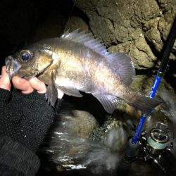 磯メバル　リベンジ