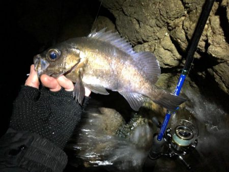 磯メバル　リベンジ