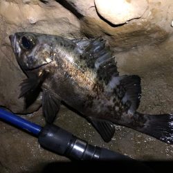 磯メバル　不発・・・。