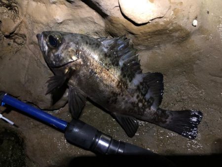 磯メバル　不発・・・。