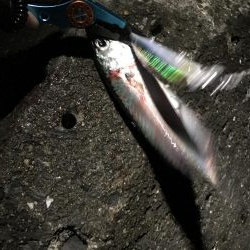 サバ君を楽しむ